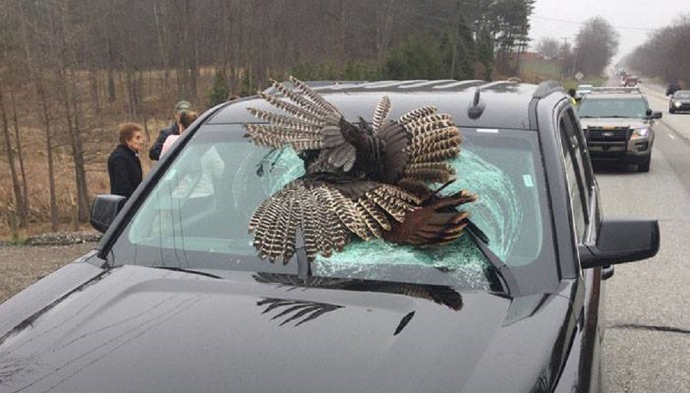collisions with animals car damage