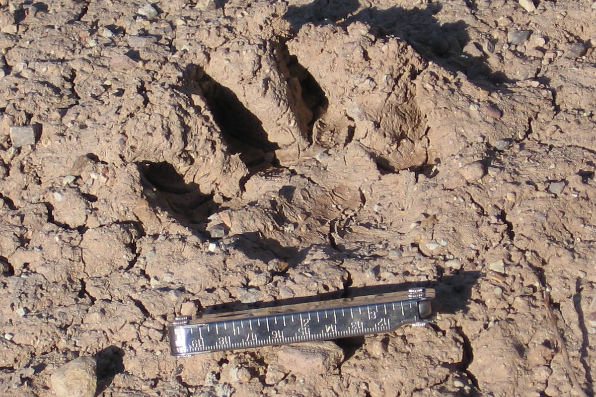 Mountain lion paw print.
(photo by Paul M. Williamsen)